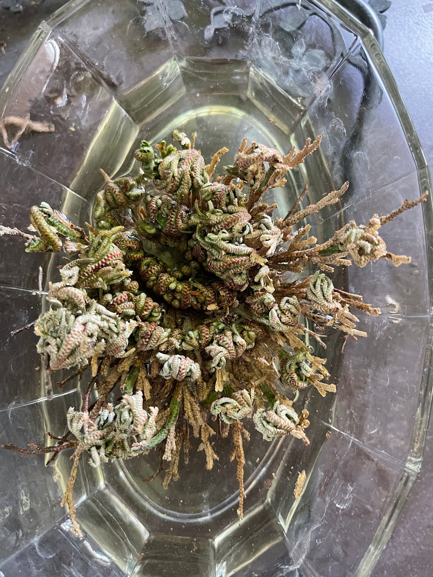 My Magic Place Shop - Small Jericho Flower - Rose of Jericho, Resurrection Flower