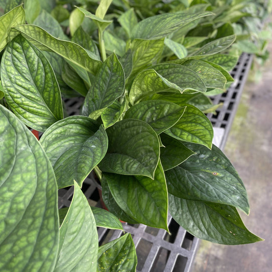 Monstera Pinnatipartita - 6" Live Plant