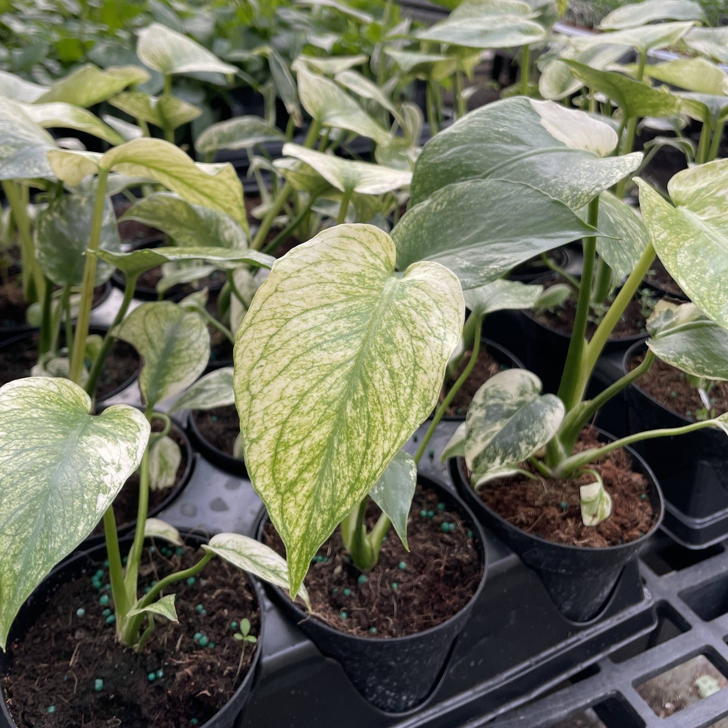 Mint Variegated Monstera - 4" Live Plant - RARE