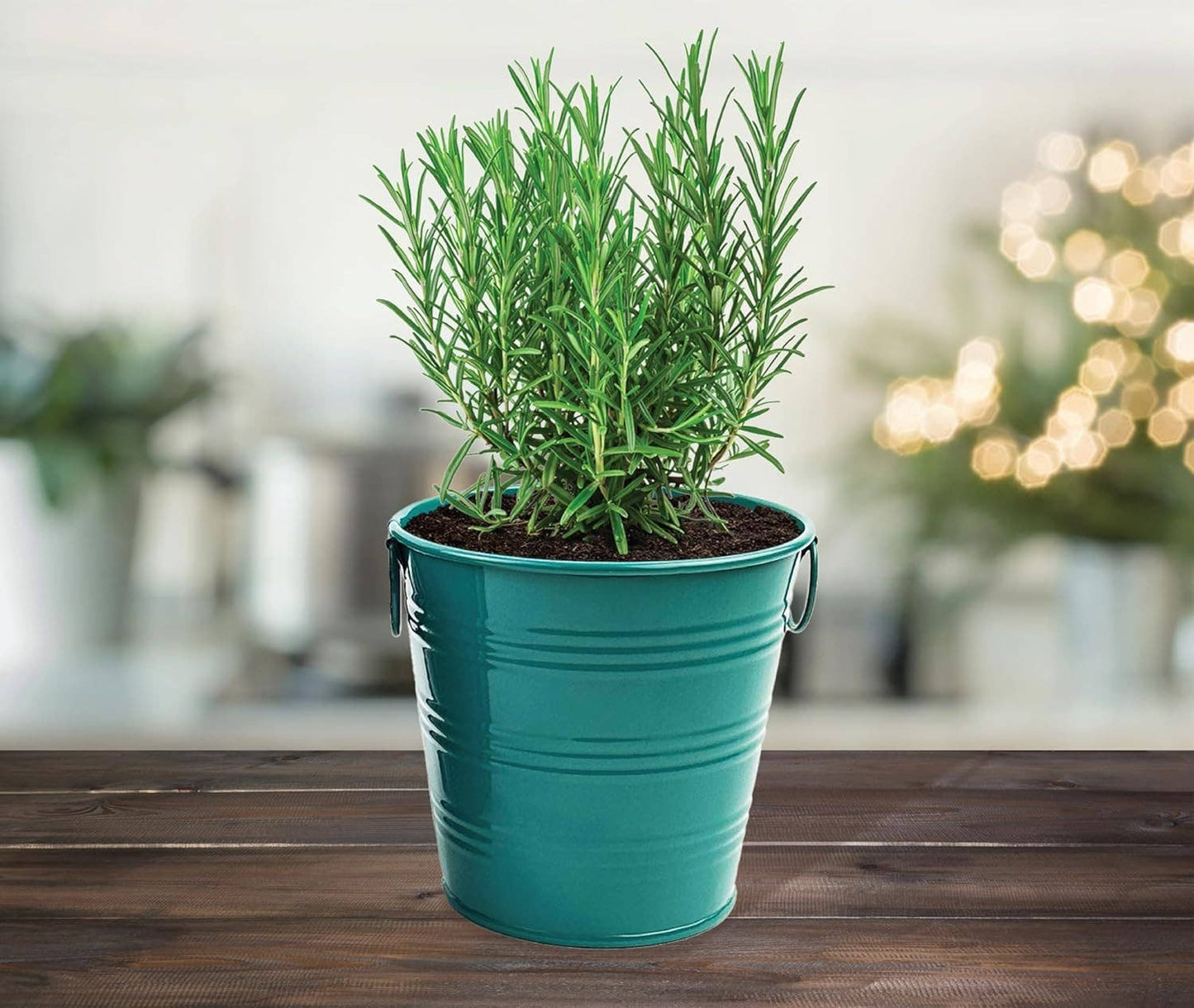 Buzzy, Inc. - Rosemary Holiday Herb Garden Grow Pail - Indoor Starter Kit