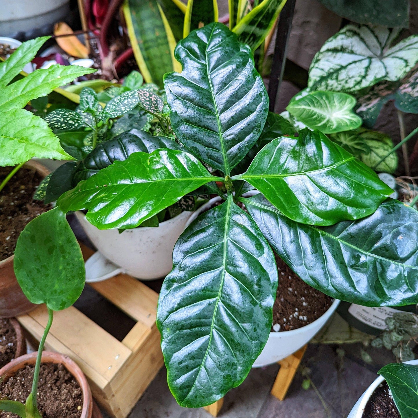 Plantflix - Coffea 'Coffee Plant' Seeds: Coffea Arabica 'Coffee Plant'