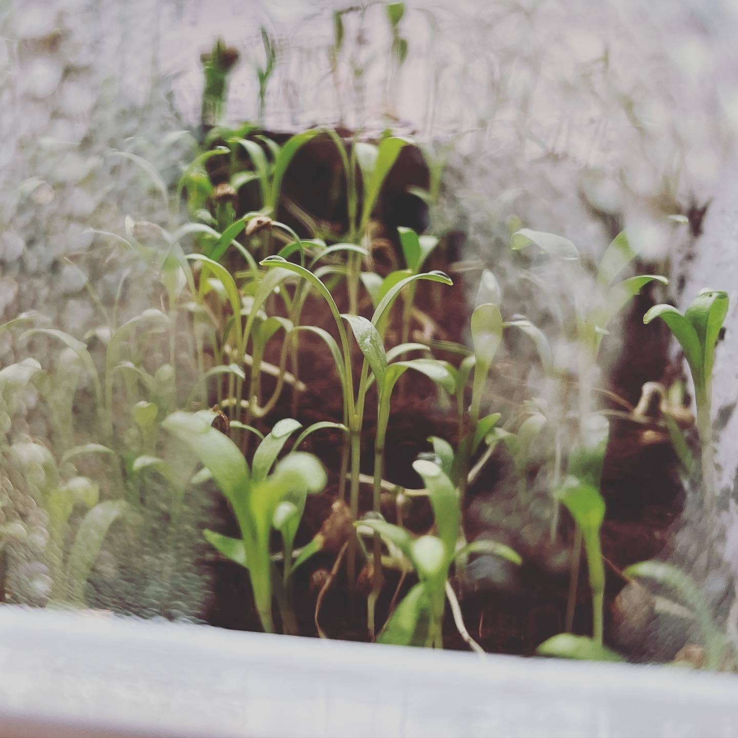 Seattle Seed Co. - Microgreens and Seed-Starting Kit