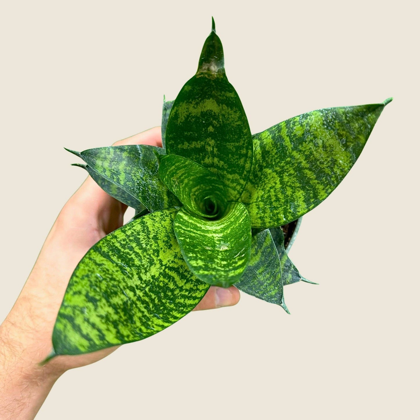 Sansevieria Green Hahnii - 4" Live Plant