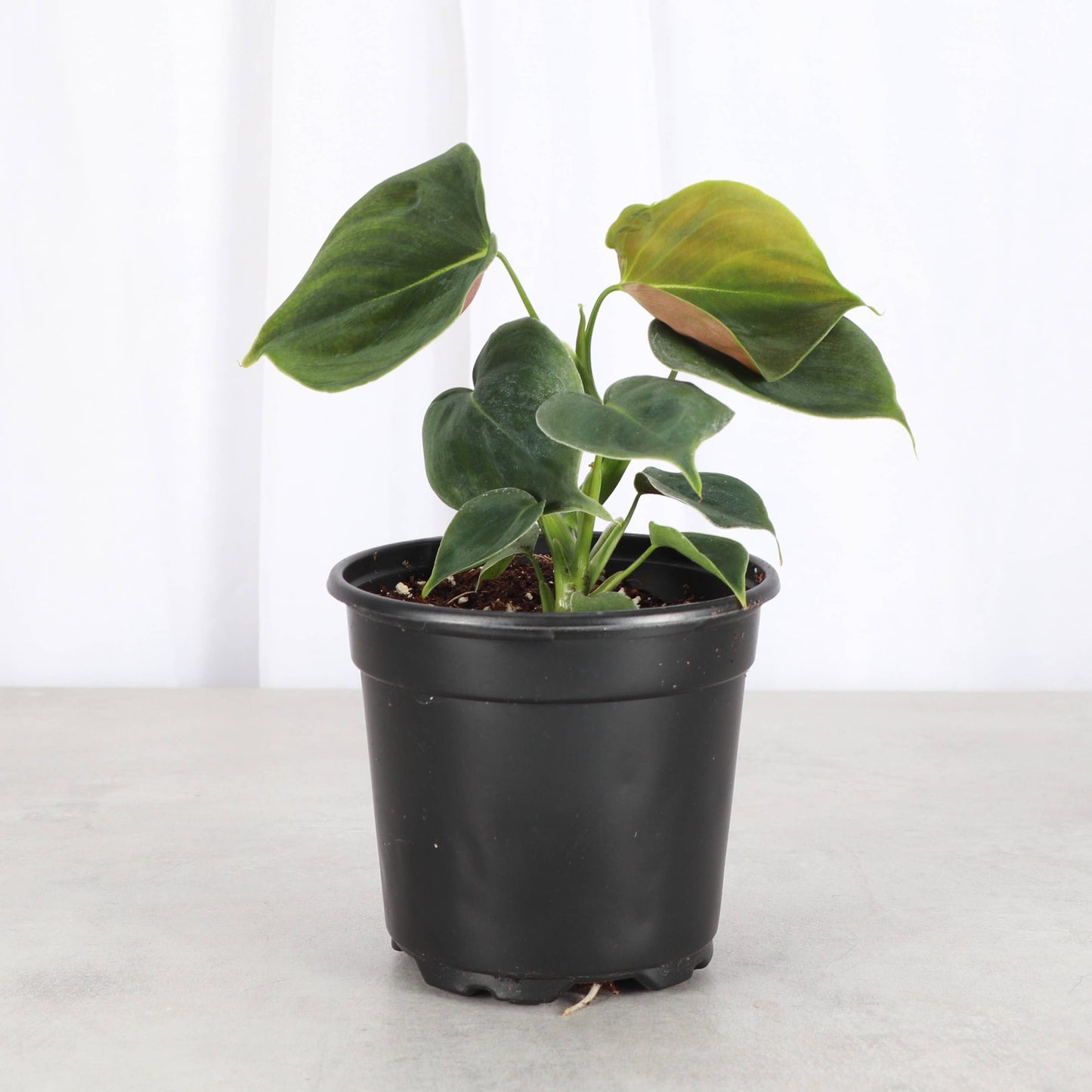 Philodendron Lupinum - 4" Live Plant - Rare