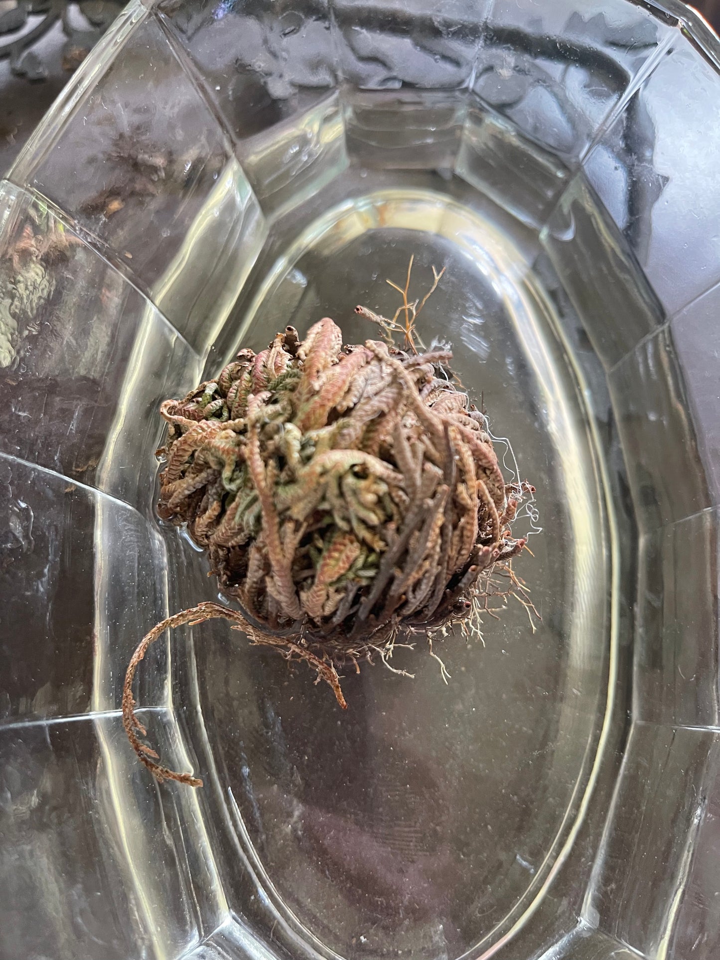 My Magic Place Shop - Small Jericho Flower - Rose of Jericho, Resurrection Flower