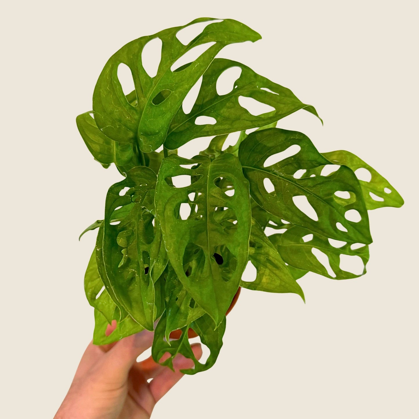 Monstera Adansonii 'Swiss Cheese' - 4" Live Plant