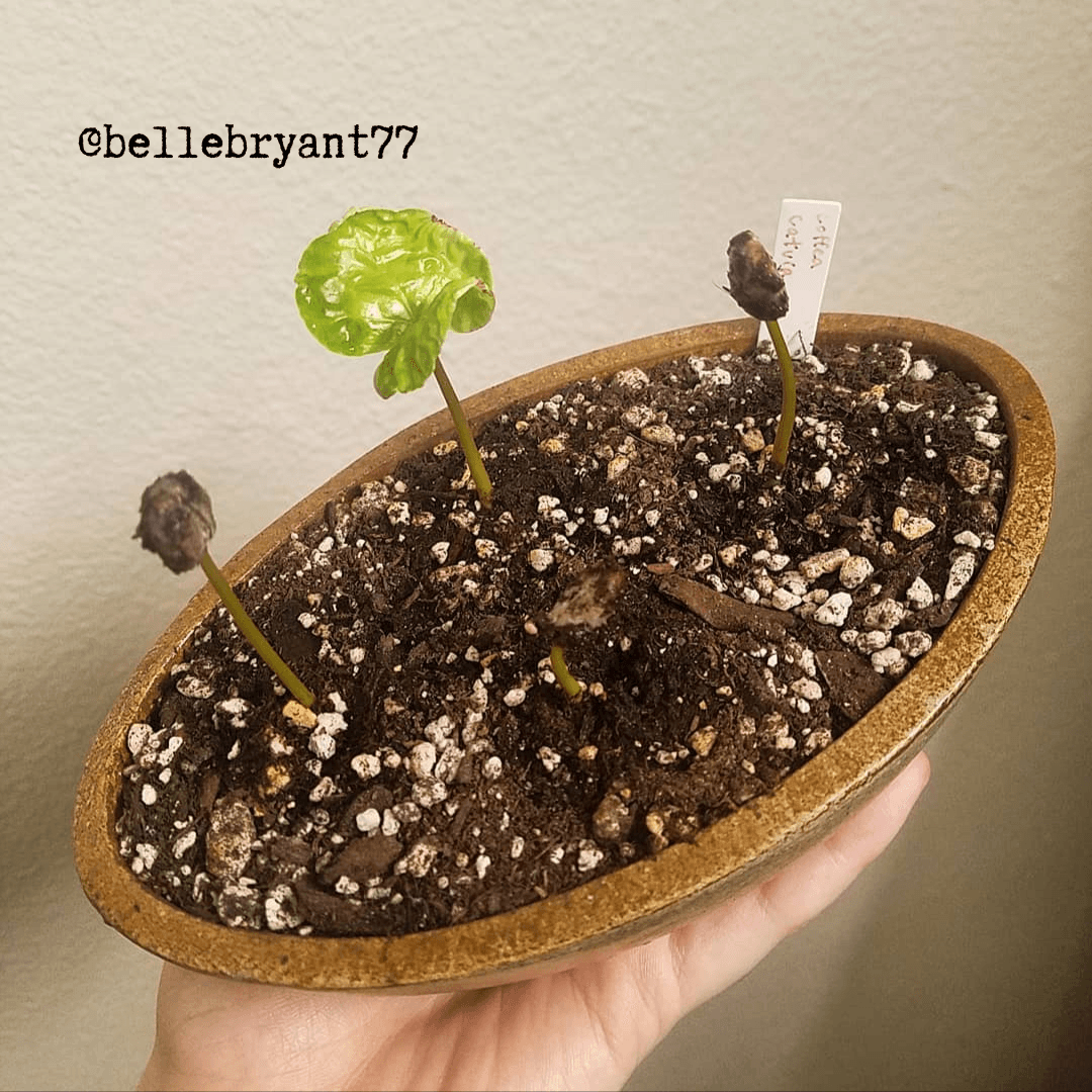 Plantflix - Coffea 'Coffee Plant' Seeds: Coffea Arabica 'Coffee Plant'
