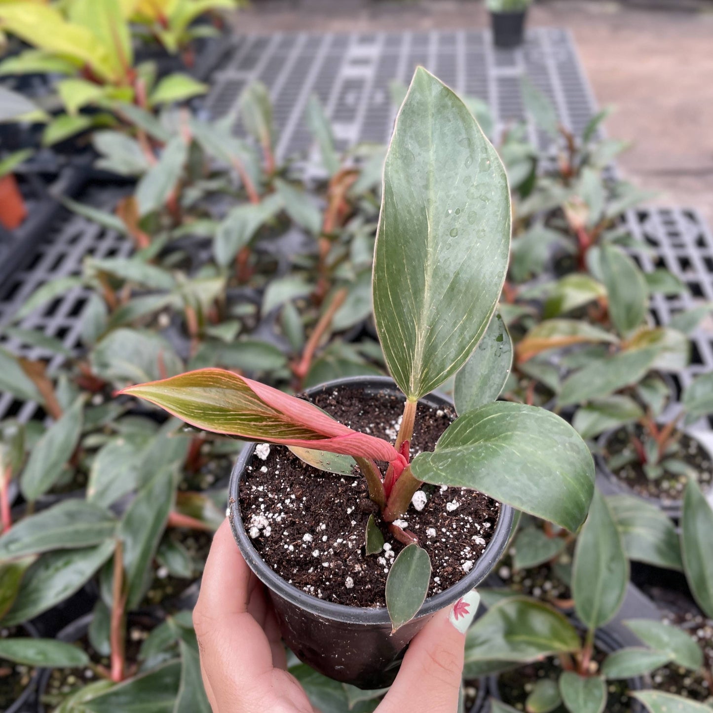 Pink Philodendron Birkin - 4" Live Plant - Rare