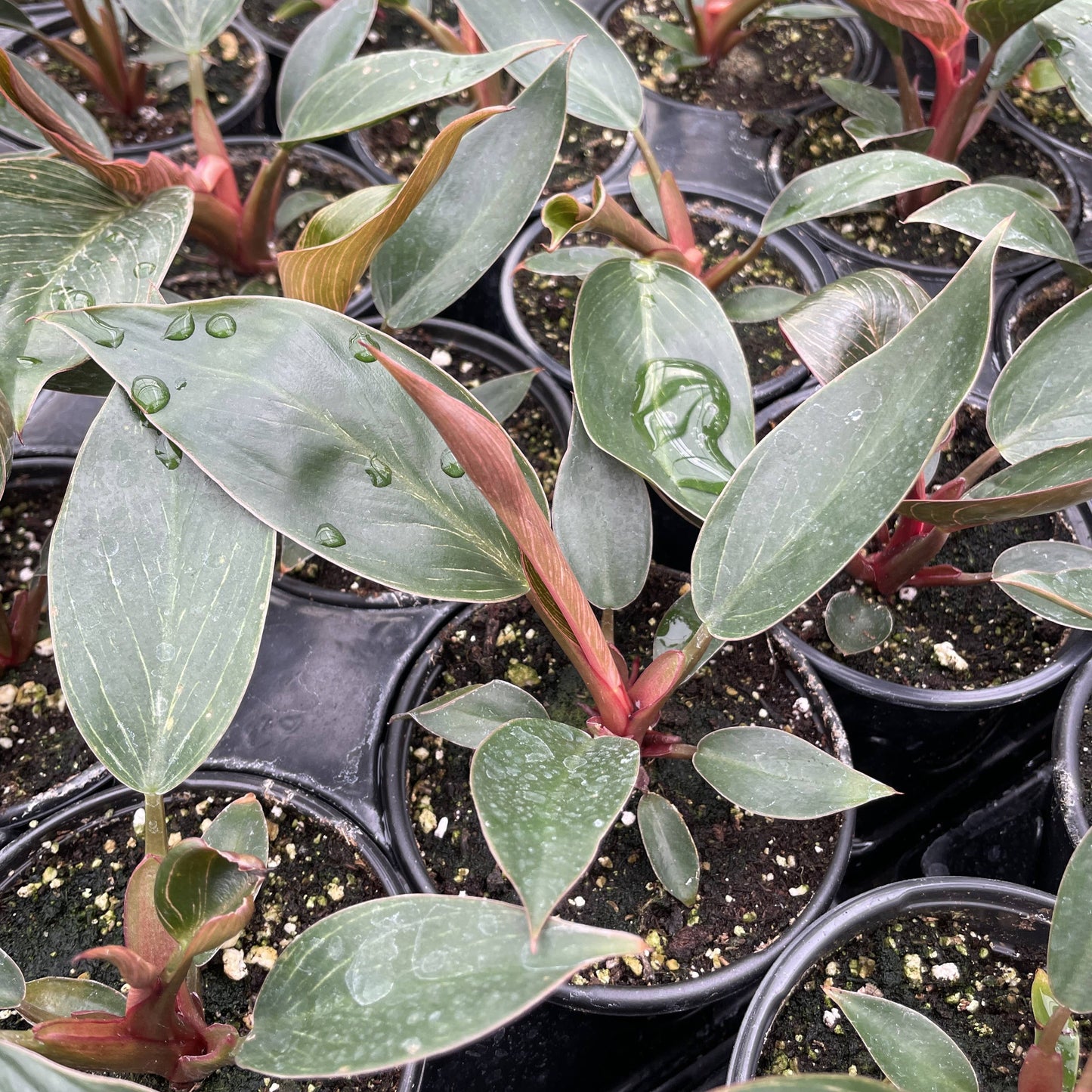 Pink Philodendron Birkin - 4" Live Plant - Rare