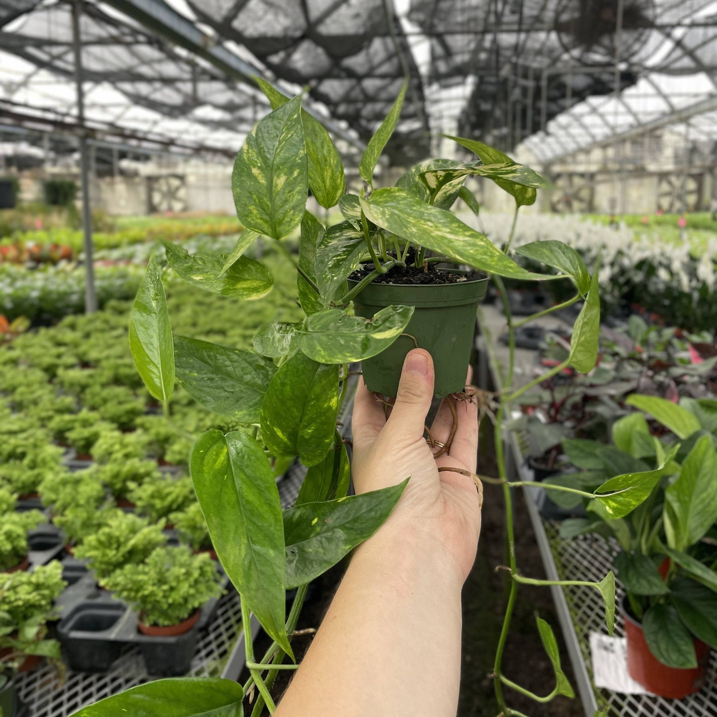 Epipremnum Pinnatum Neon - 4" Live Plant