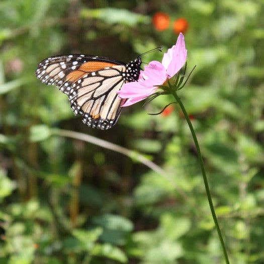 Backyard Safari Company - Kaleidoscope Flower Garden Grow Kit