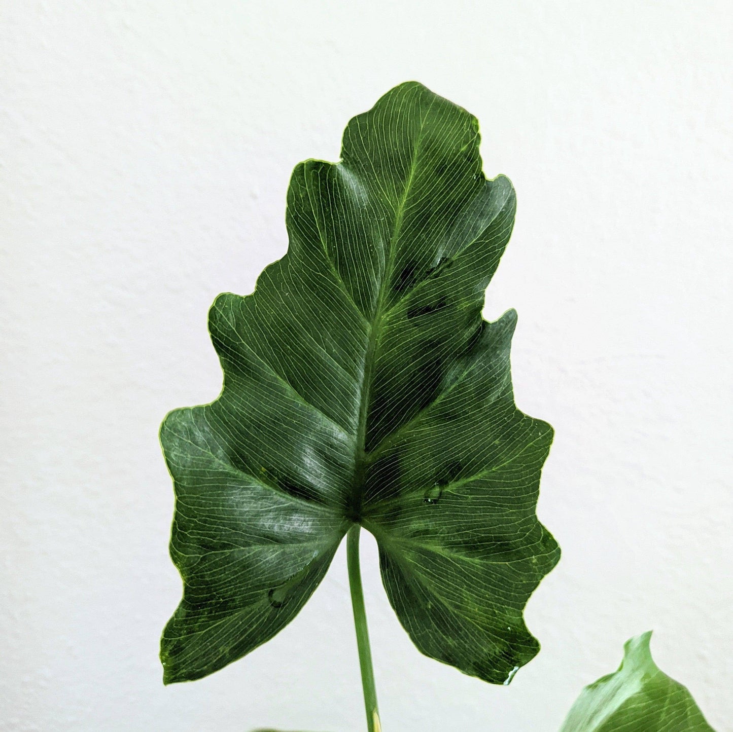 Plantflix - Philodendron Selloum 'Split Leaf Philodendron' Seeds