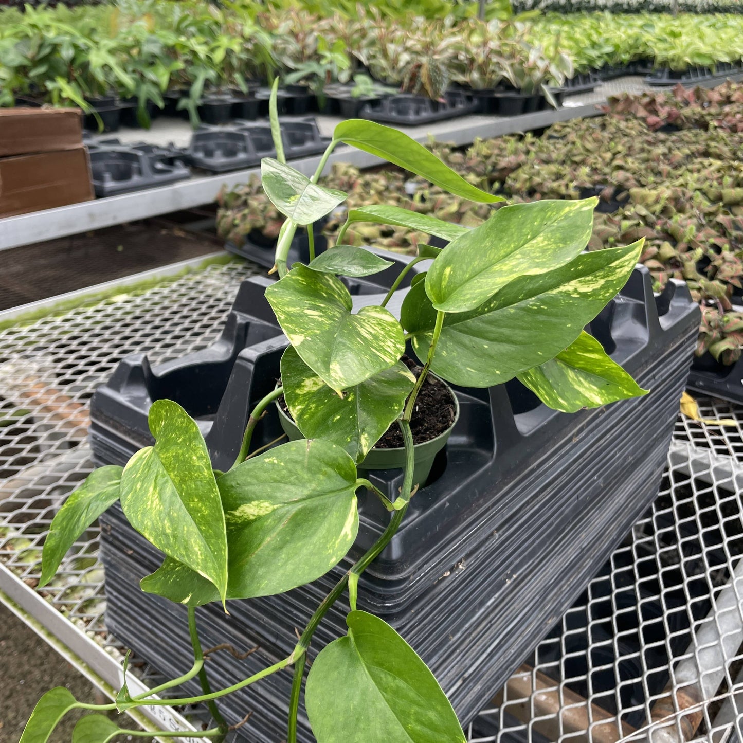 Epipremnum Pinnatum Neon - 4" Live Plant