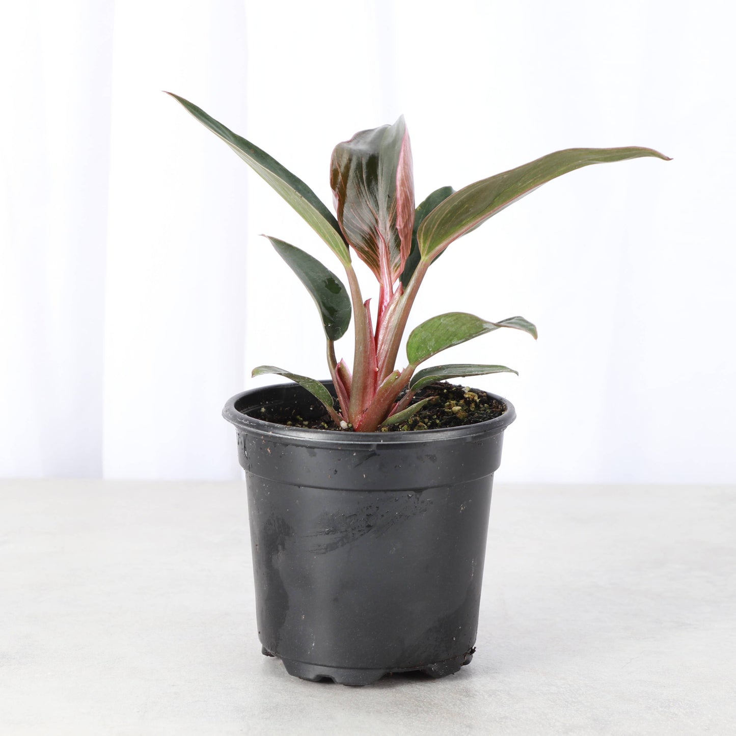 Pink Philodendron Birkin - 4" Live Plant - Rare