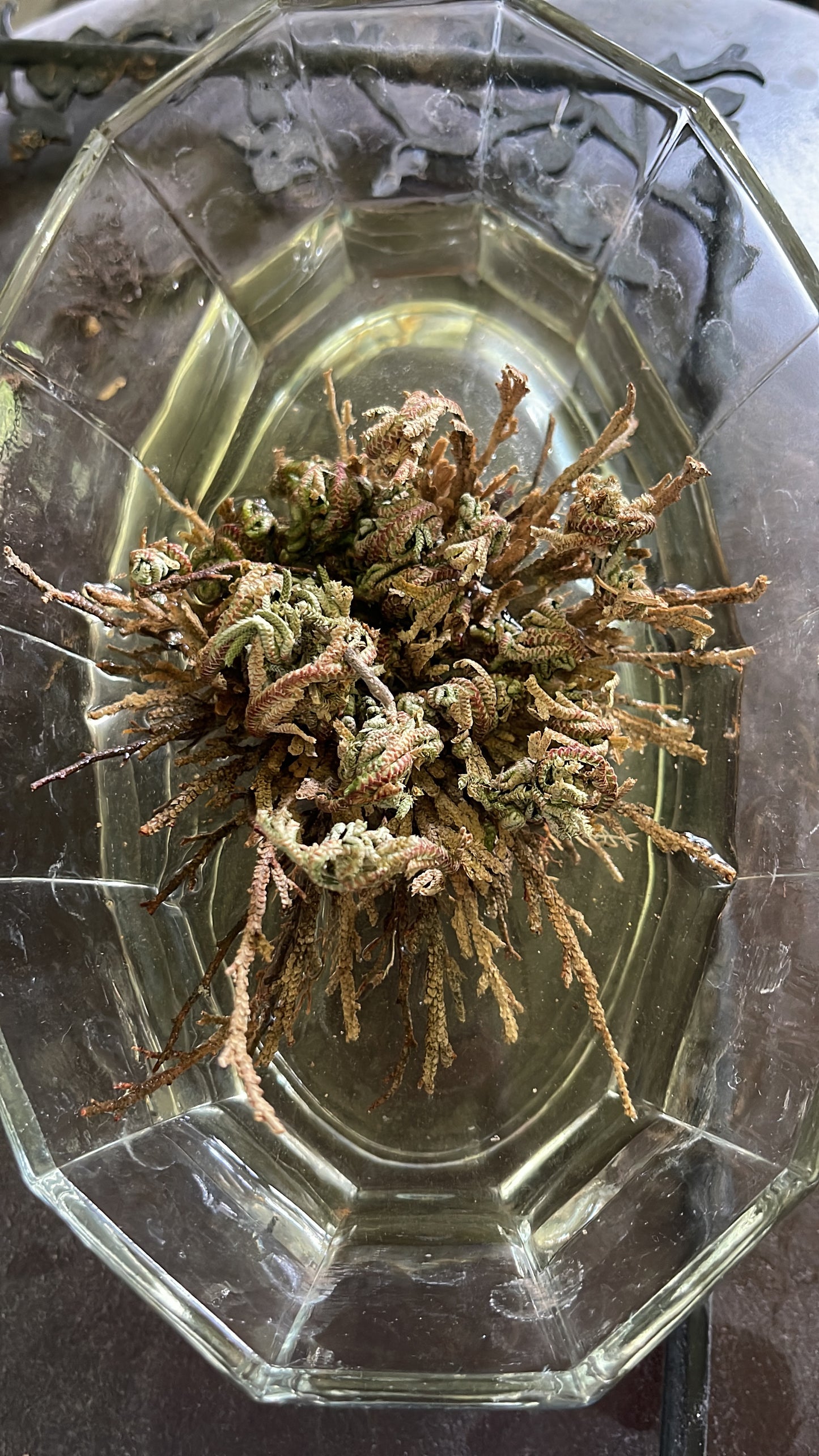 My Magic Place Shop - Small Jericho Flower - Rose of Jericho, Resurrection Flower