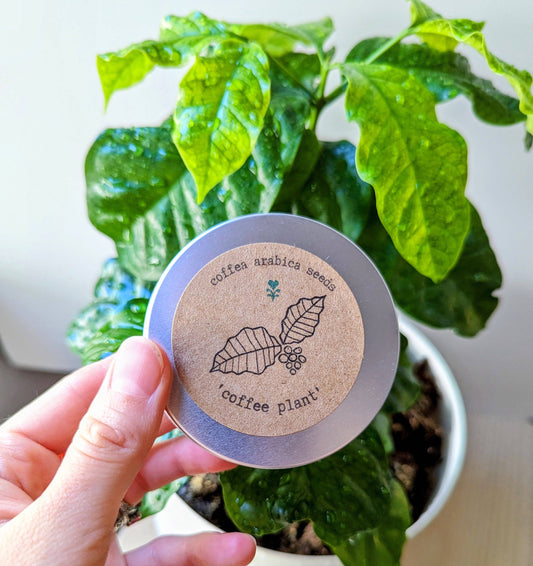 Plantflix - Coffea 'Coffee Plant' Seeds: Coffea Arabica 'Coffee Plant'