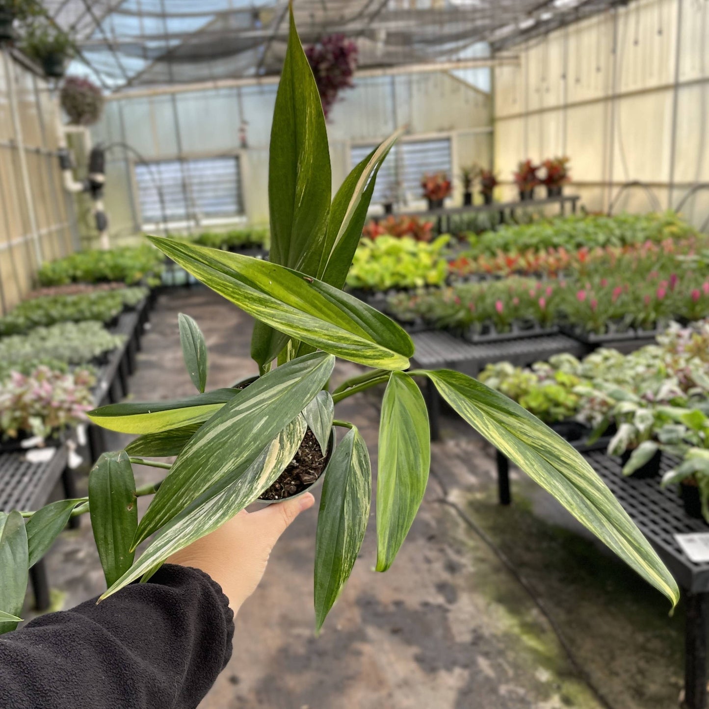 Epipremnum Amplissimum Variegated - 4" Live Plant