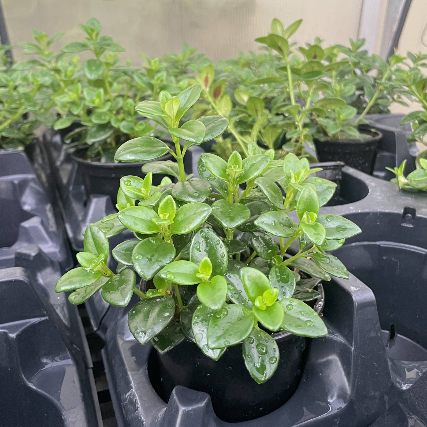 Goldfish Plant - Live Plant: 4" Pot