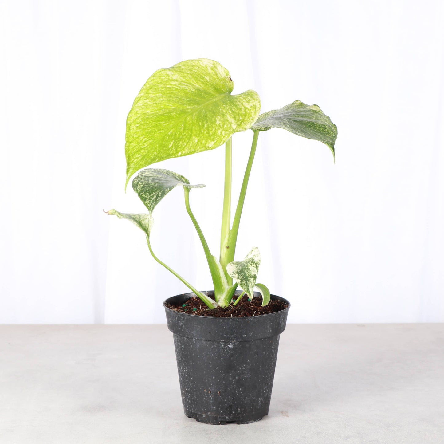 Mint Variegated Monstera - 4" Live Plant - RARE