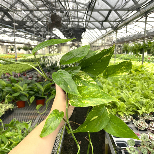 Epipremnum Pinnatum Neon - 4" Live Plant