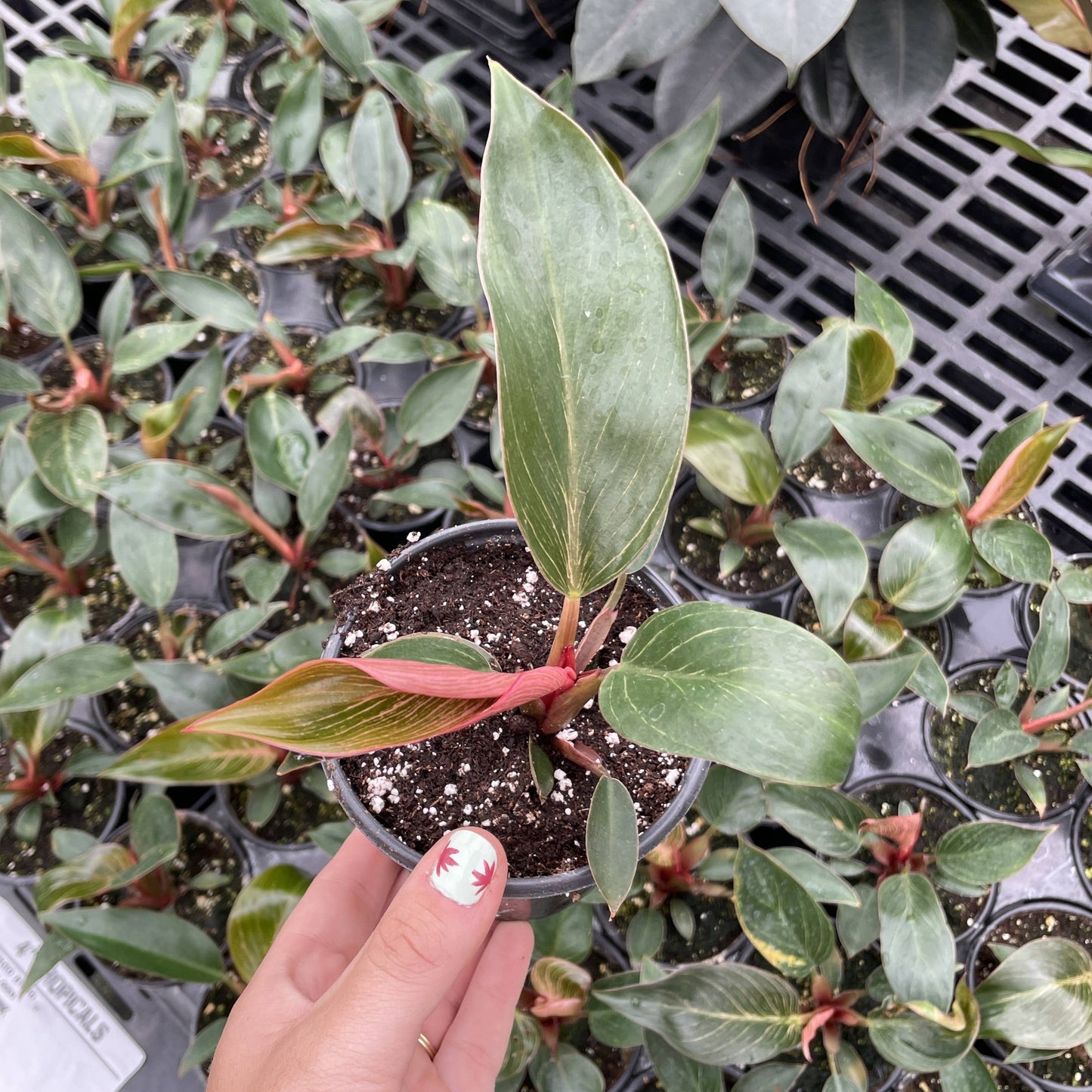 Pink Philodendron Birkin - 4" Live Plant - Rare