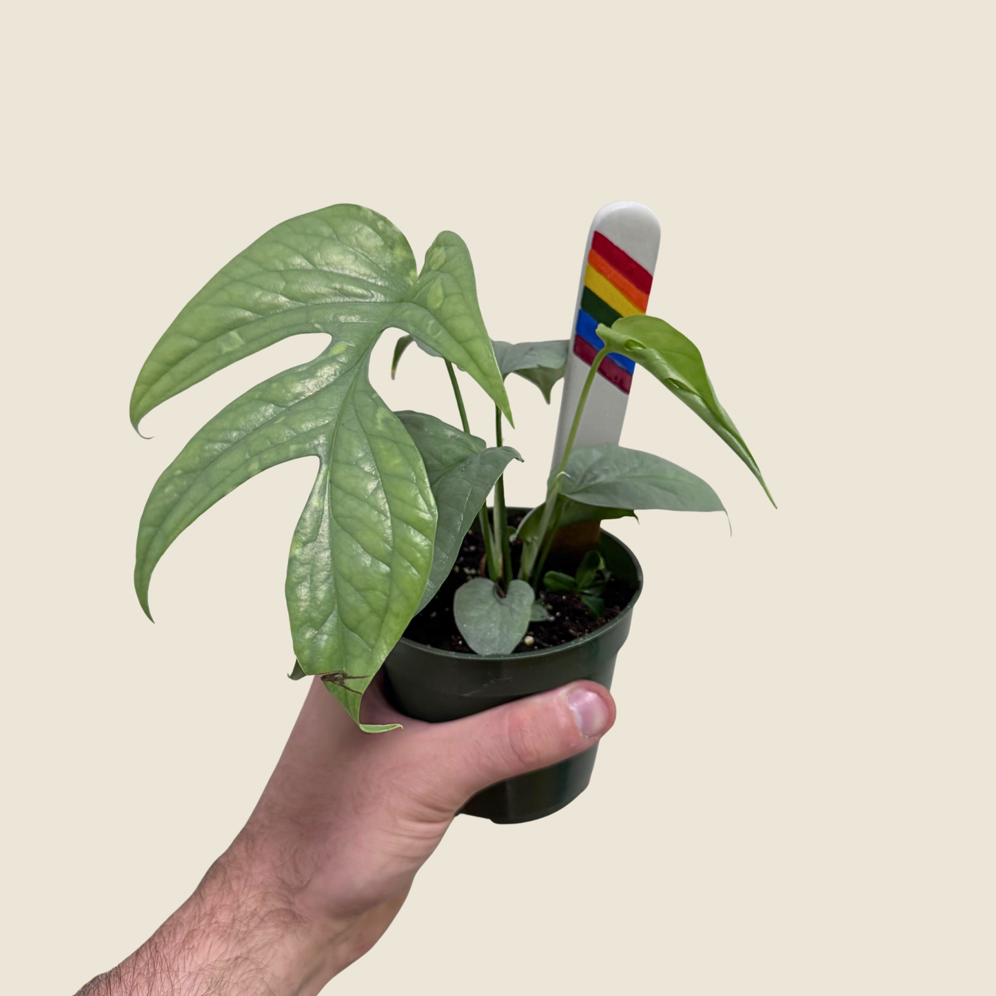 Amydrium Silver - 4" Live Plant