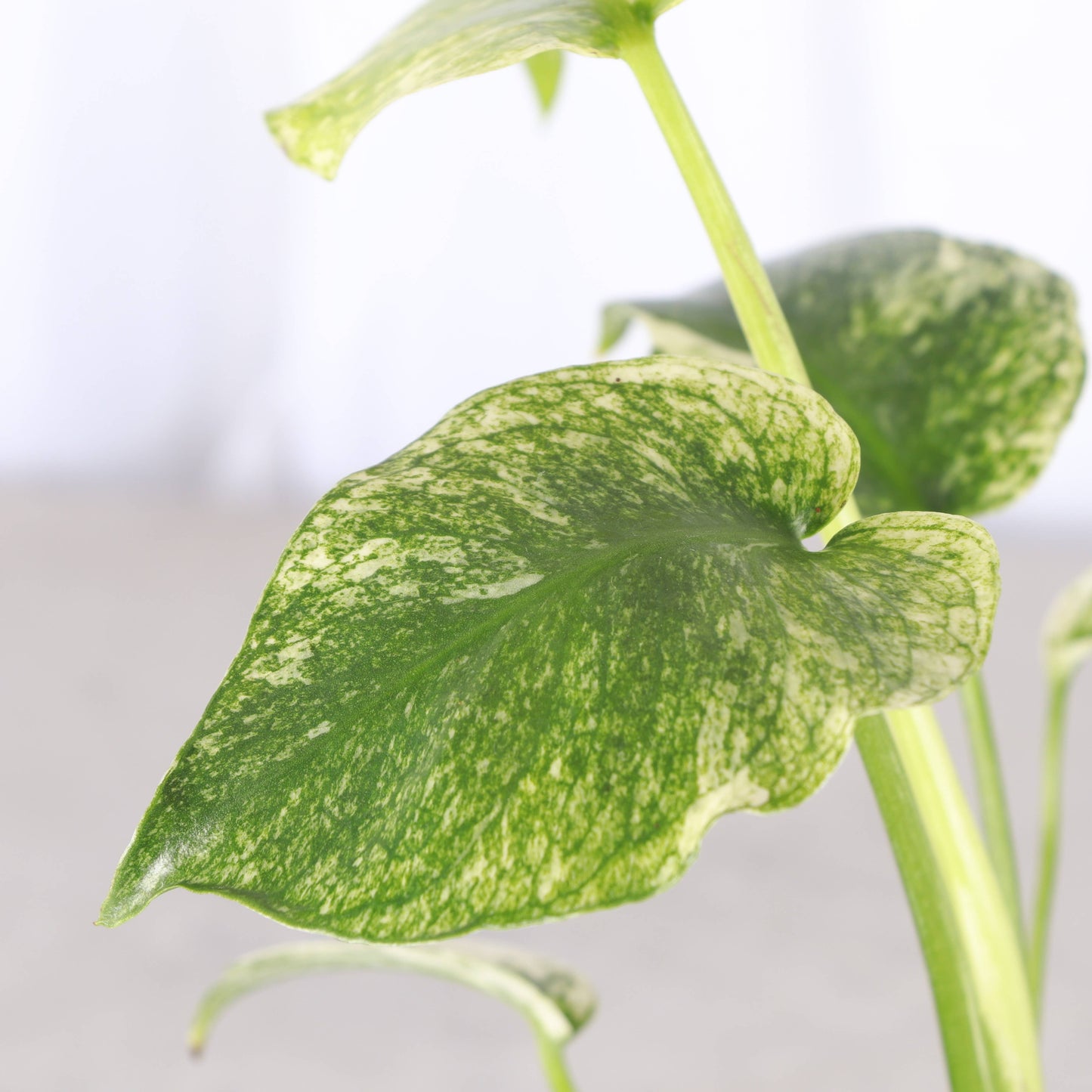 Mint Variegated Monstera - 4" Live Plant - RARE