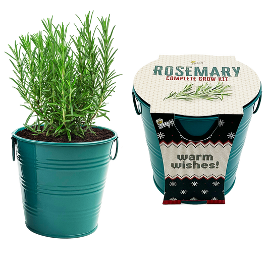Buzzy, Inc. - Rosemary Holiday Herb Garden Grow Pail - Indoor Starter Kit