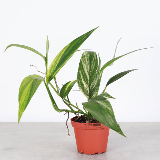 Epipremnum Amplissimum Variegated - 4" Live Plant