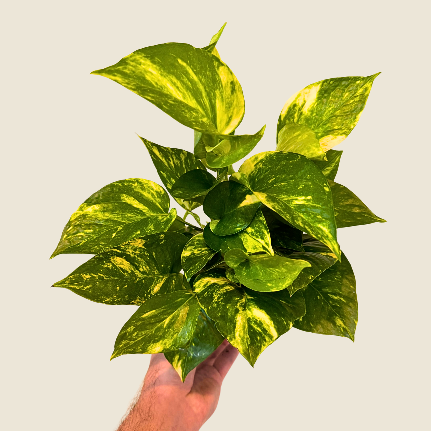 Pothos Hawaiian - 4" Live Plant