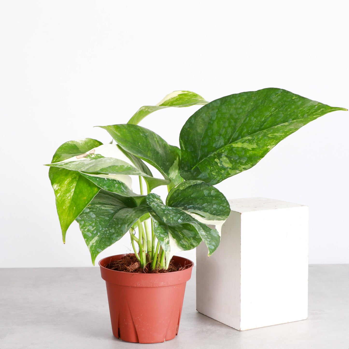 Epipremnum Albo Variegated - Live Plant: 6" Pot