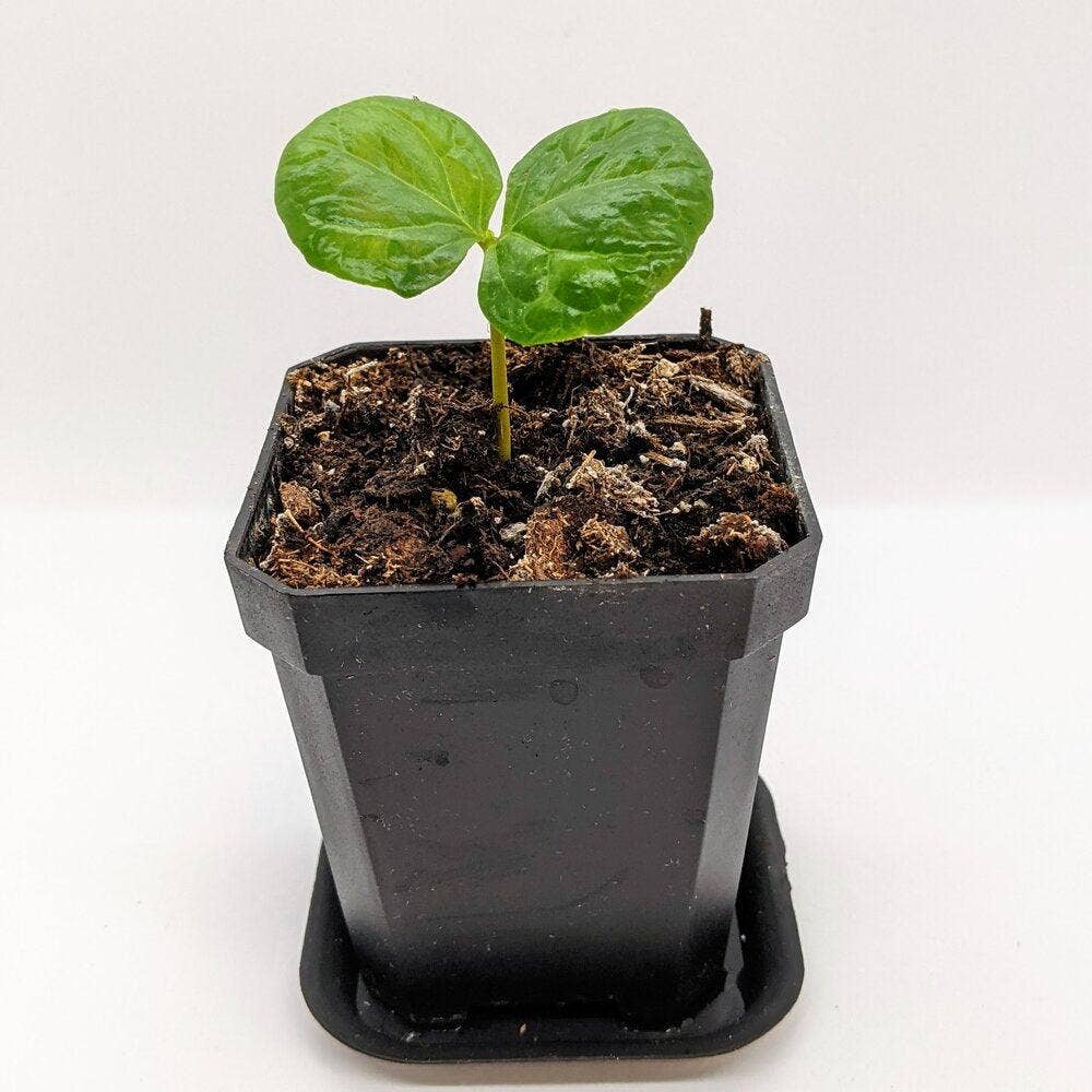 Plantflix - Coffea 'Coffee Plant' Seeds: Coffea Arabica 'Coffee Plant'