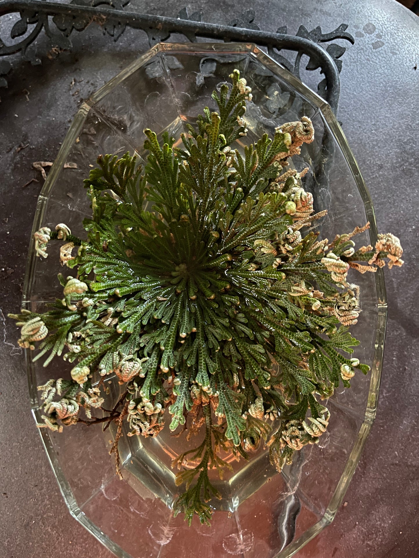 My Magic Place Shop - Small Jericho Flower - Rose of Jericho, Resurrection Flower