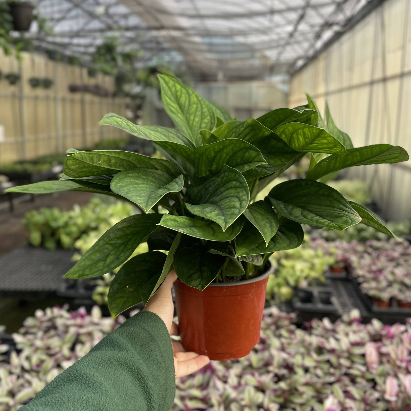 Monstera Pinnatipartita - 6" Live Plant