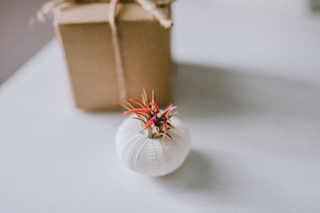 The Simply Crafty Shop - Sea Urchin Air Plant Kit