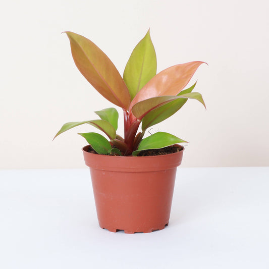 Prince of Orange Philodendron - 4" Live Plant