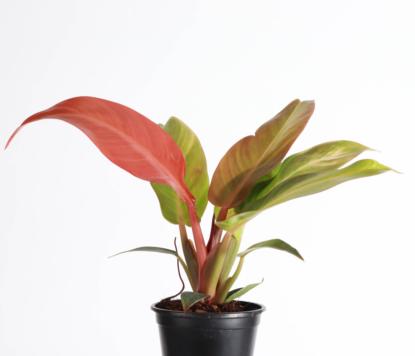 Philodendron Sun Red - Live Plant: 4" Pot