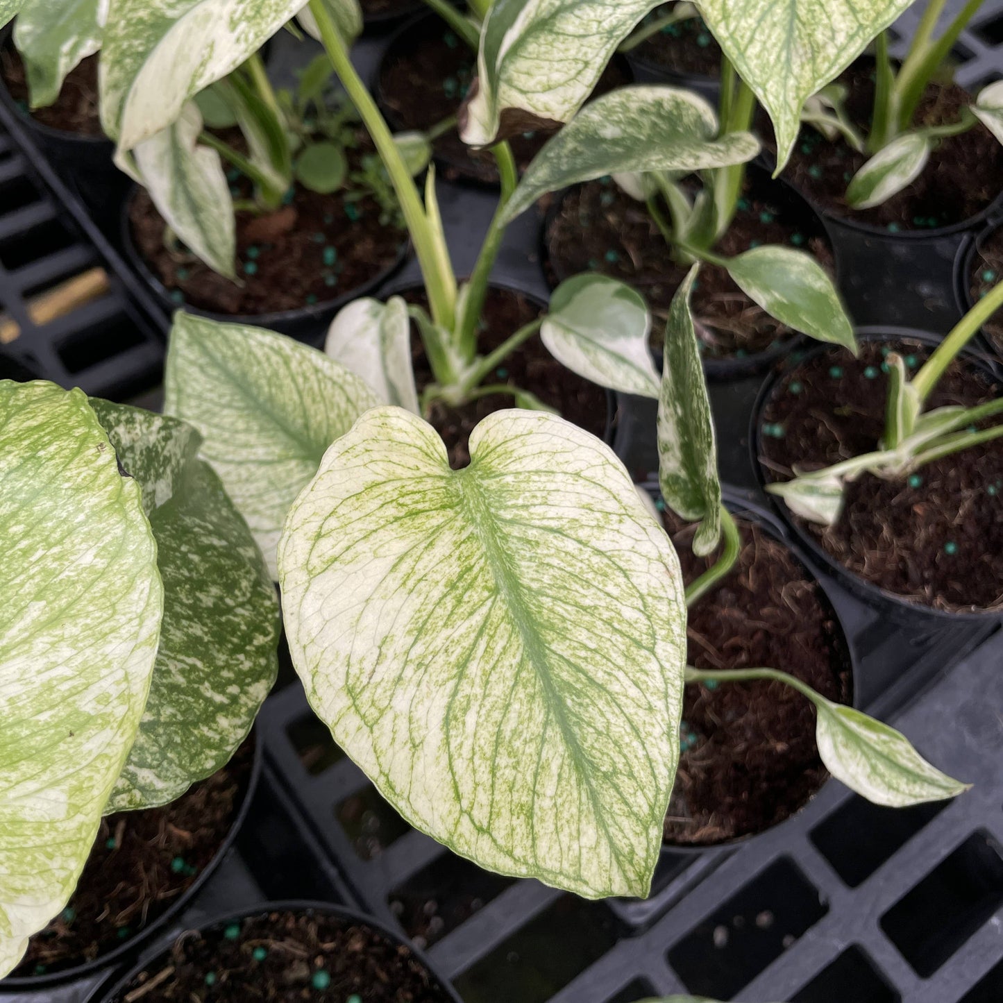 Mint Variegated Monstera - 4" Live Plant - RARE