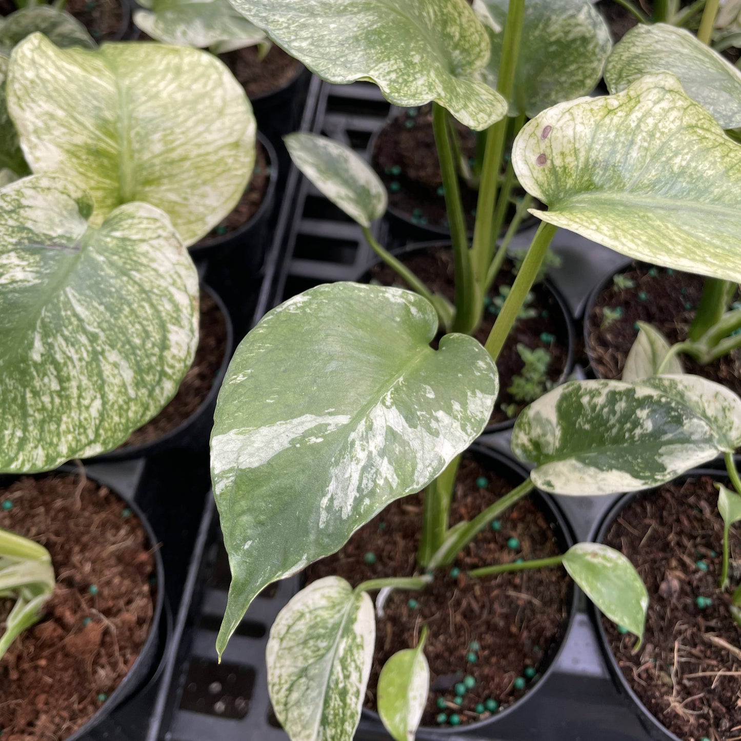 Mint Variegated Monstera - 4" Live Plant - RARE