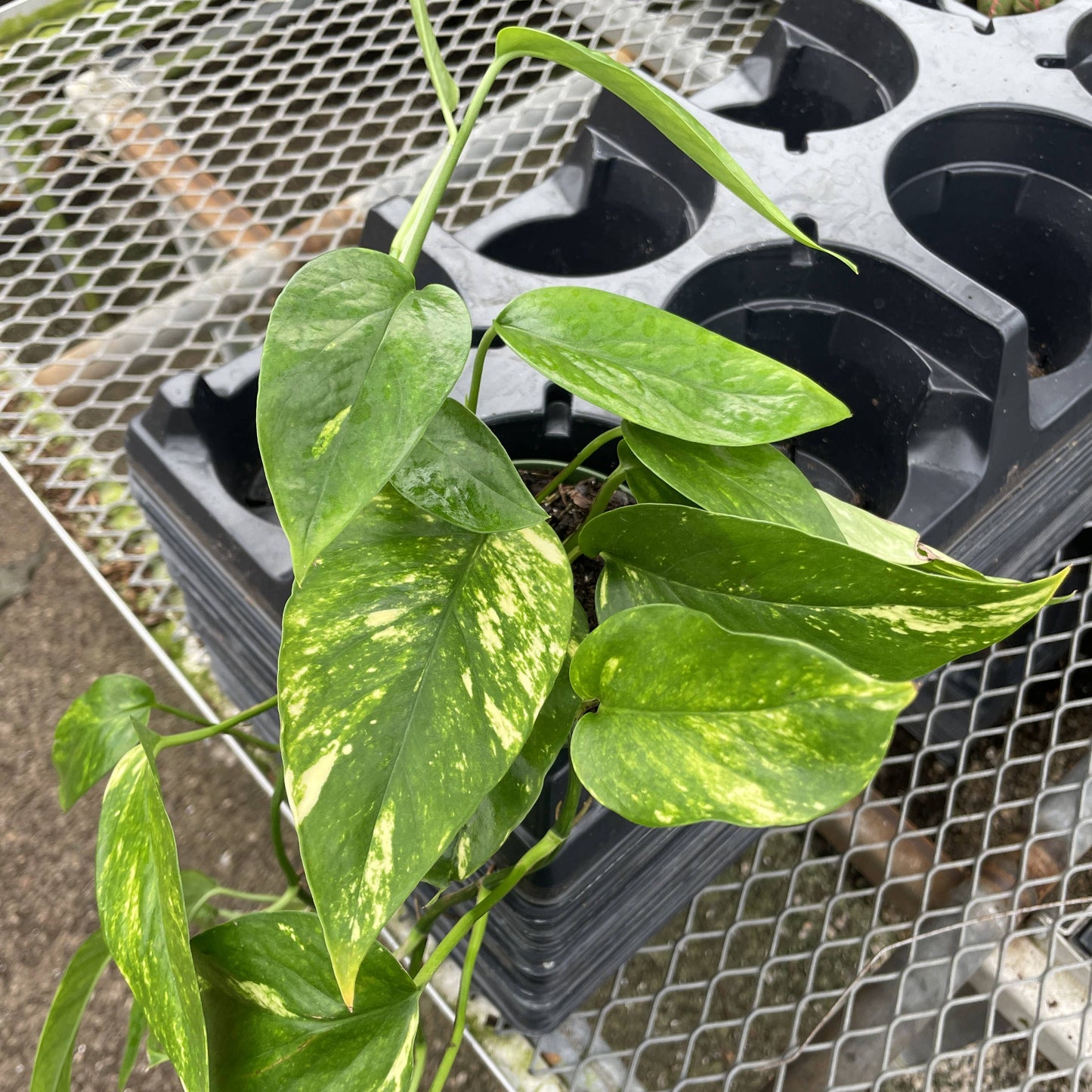 Epipremnum Pinnatum Neon - 4" Live Plant