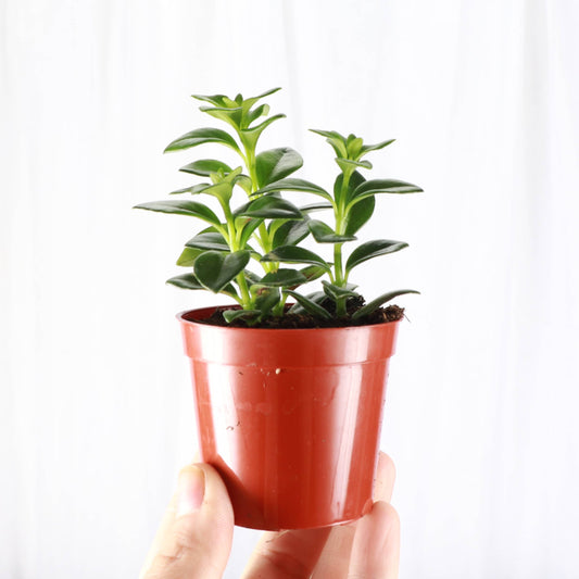 Goldfish Plant - Live Plant: 4" Pot