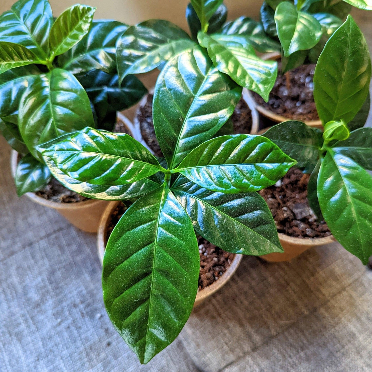 Plantflix - Coffea 'Coffee Plant' Seeds: Coffea Arabica 'Coffee Plant'