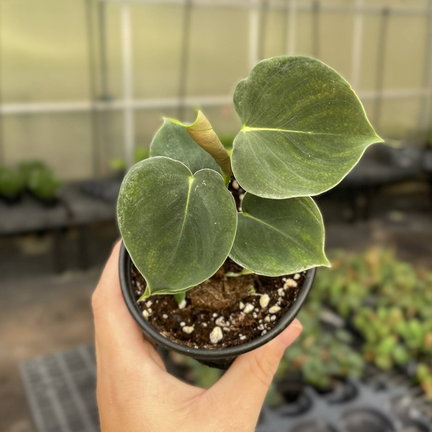 Philodendron Lupinum - 4" Live Plant - Rare