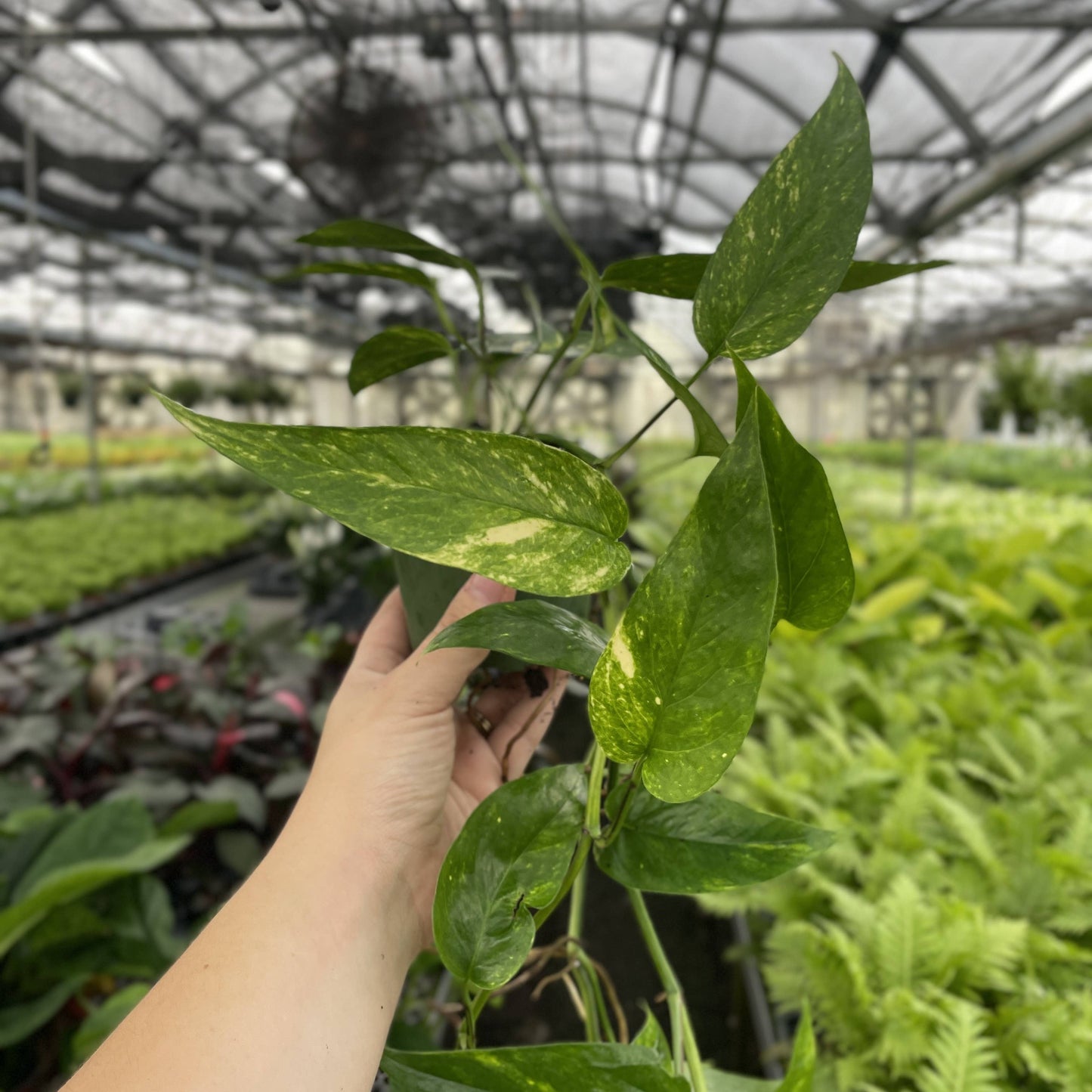 Epipremnum Pinnatum Neon - 4" Live Plant