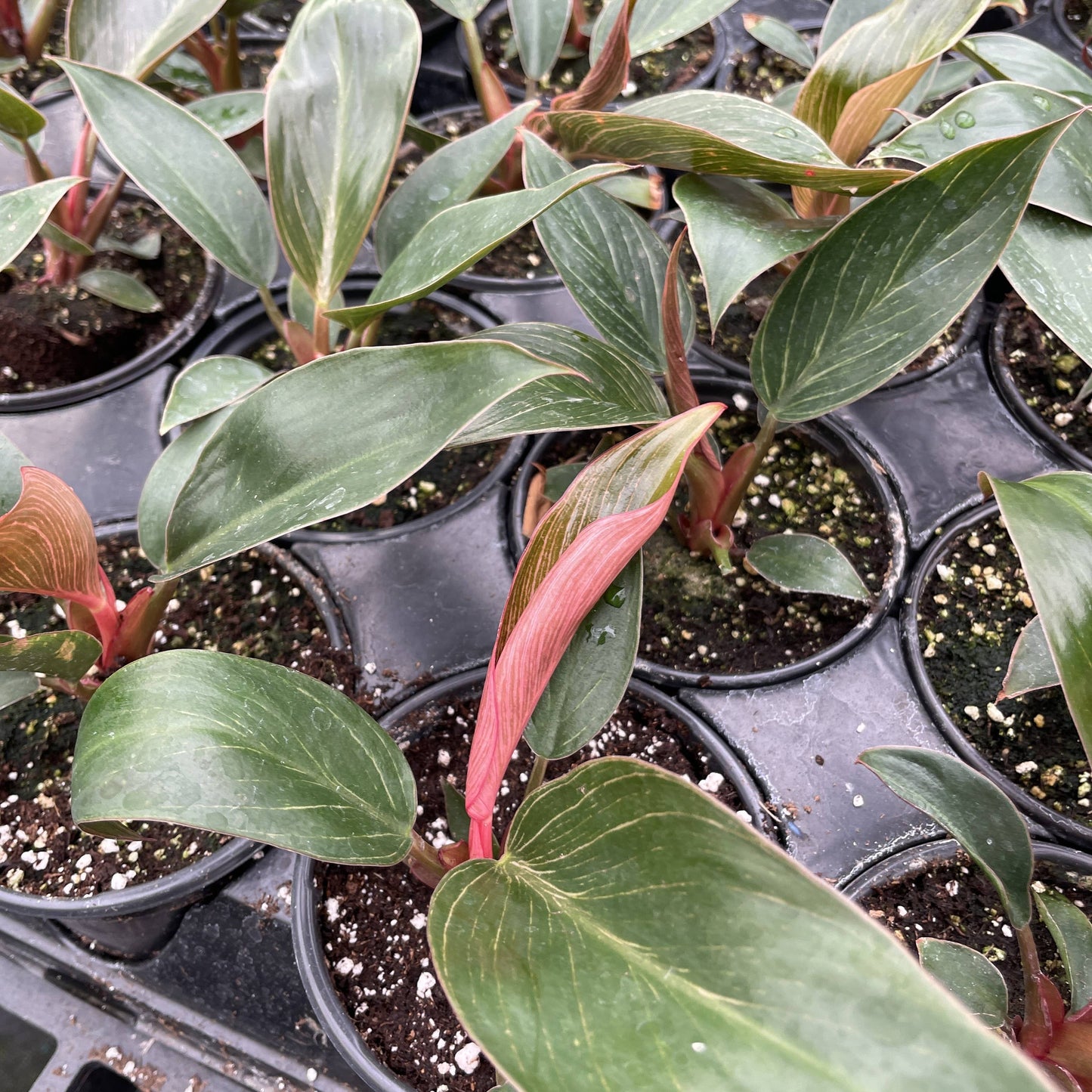 Pink Philodendron Birkin - 4" Live Plant - Rare