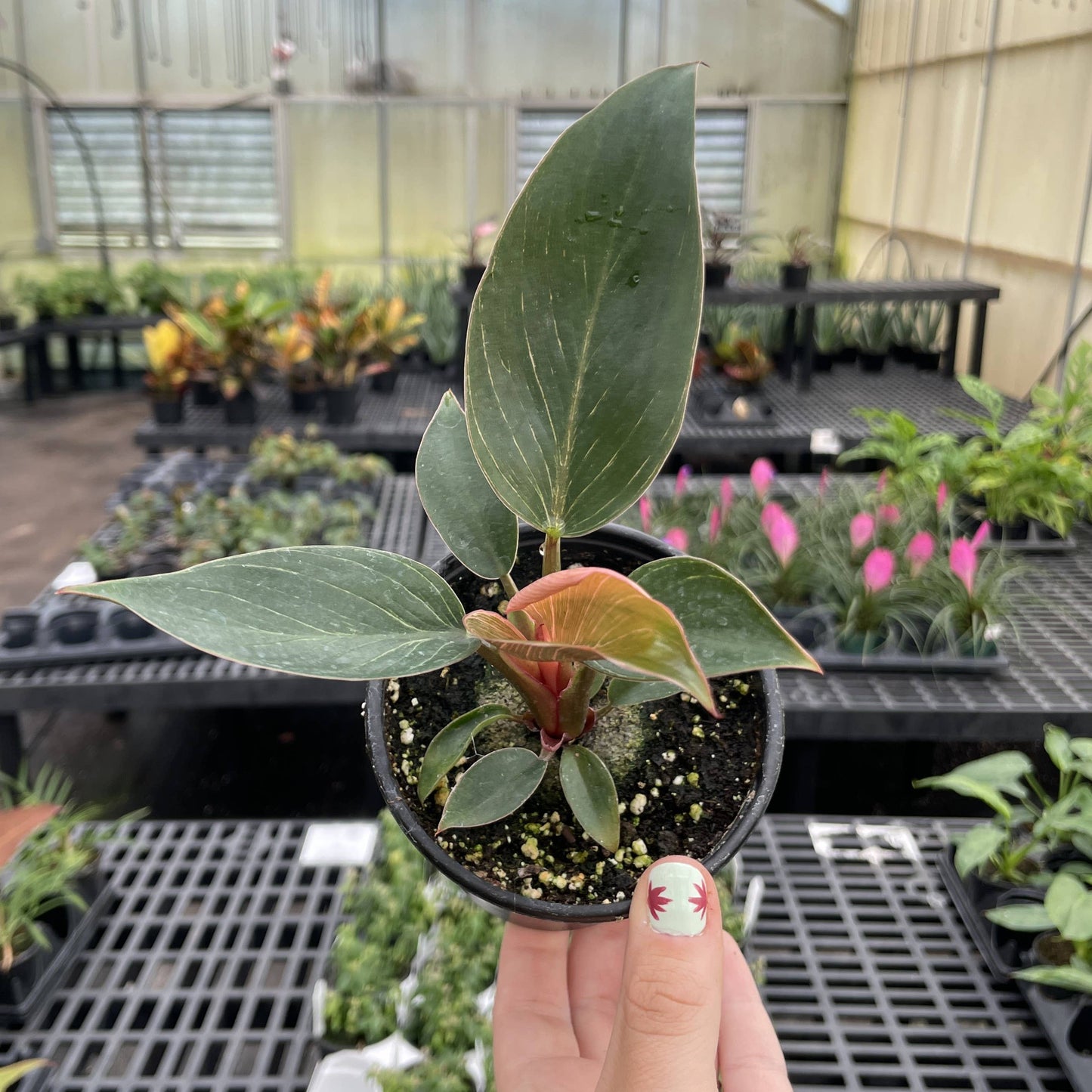 Pink Philodendron Birkin - 4" Live Plant - Rare