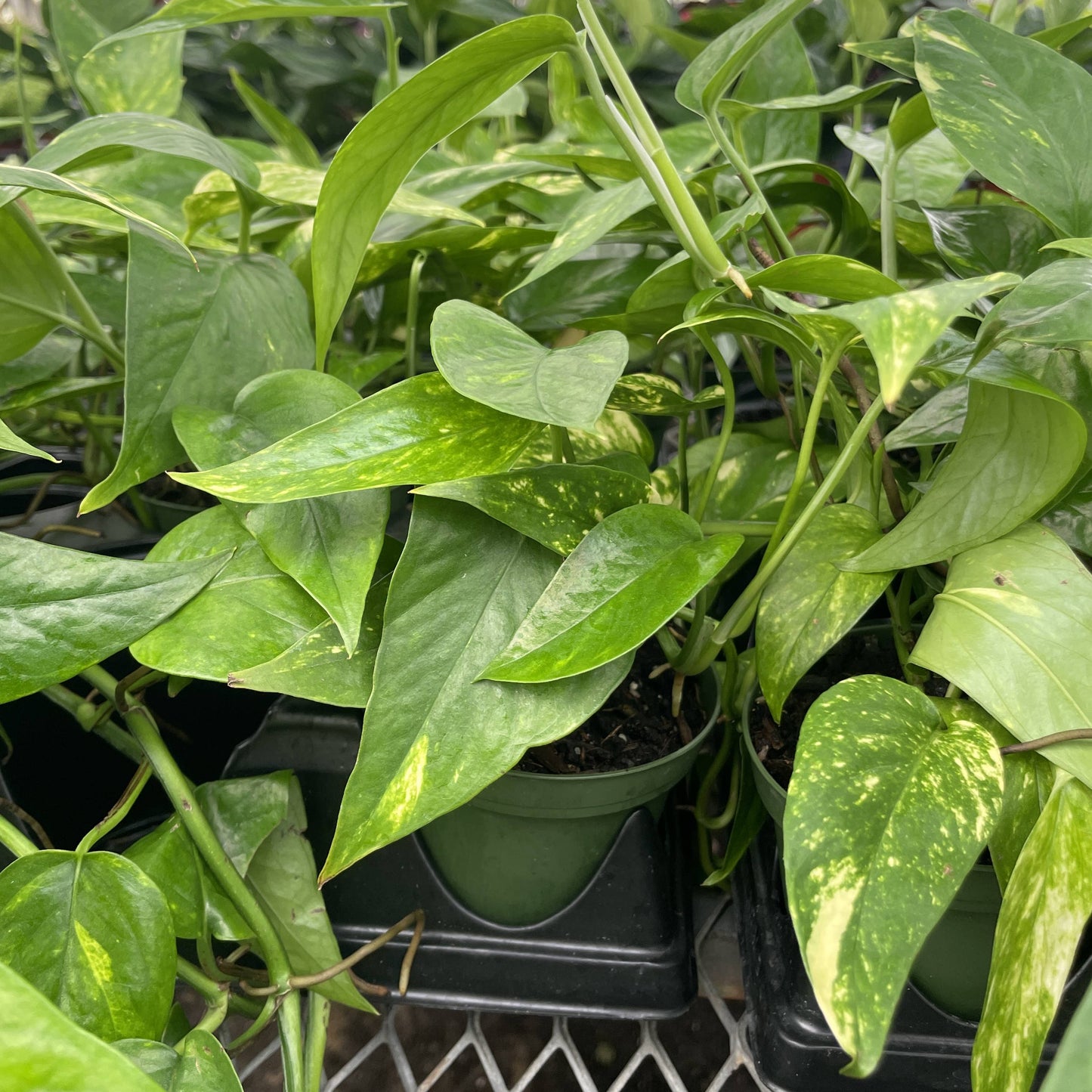 Epipremnum Pinnatum Neon - 4" Live Plant