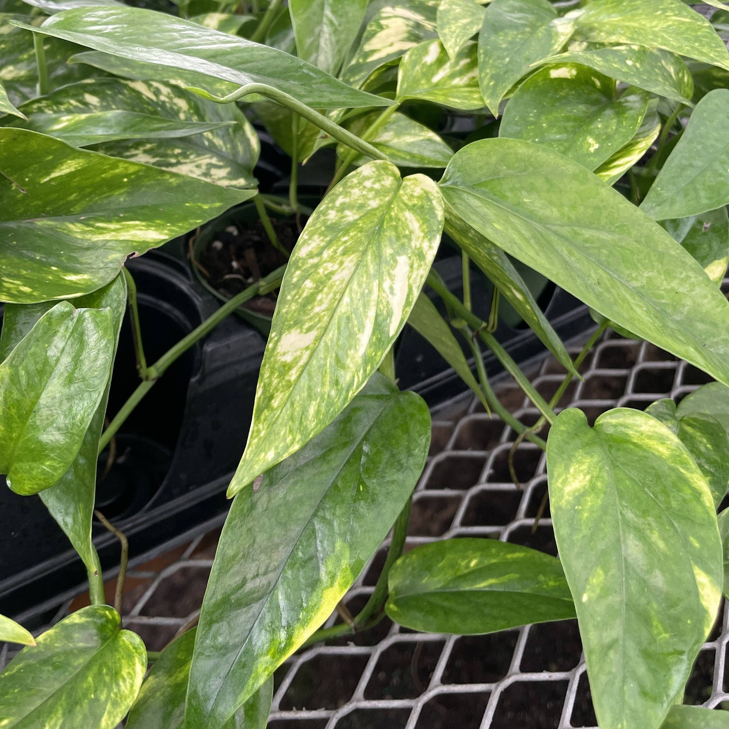 Epipremnum Pinnatum Neon - 4" Live Plant