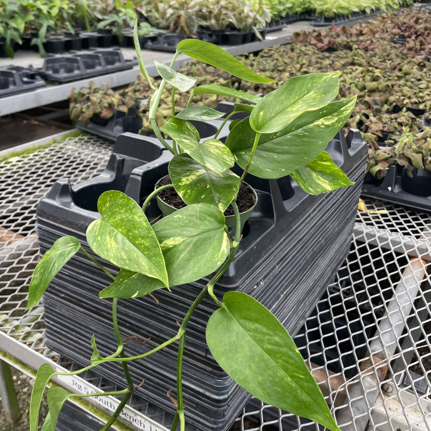 Epipremnum Pinnatum Neon - 4" Live Plant