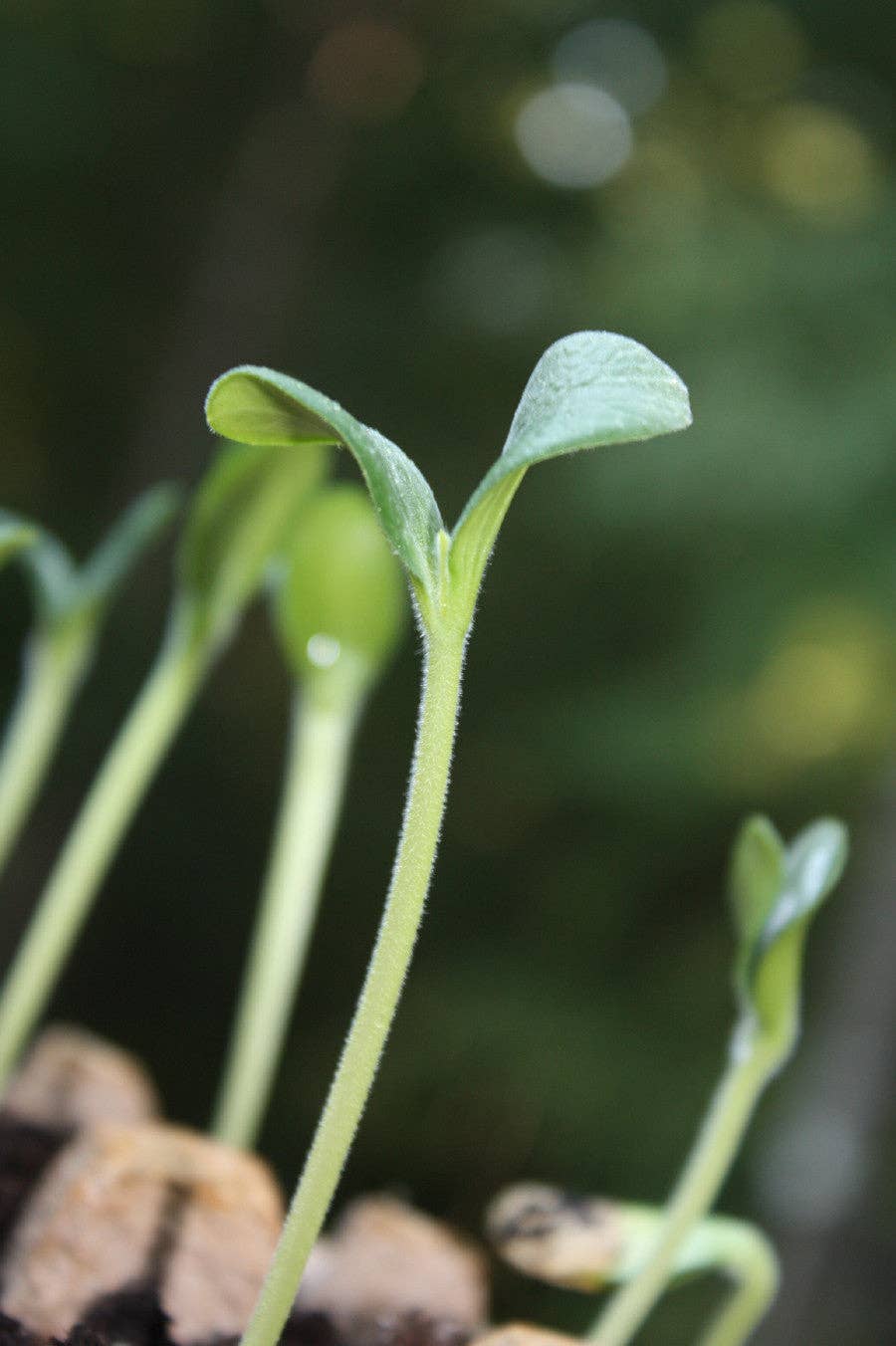 Backyard Safari Company - Kaleidoscope Flower Garden Grow Kit